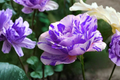 English Pink Purple Rose Seeds - Bi-Color Rosa Hybrid Flower Seeds for Garden Planting, Decorative Bush, Pack of 30