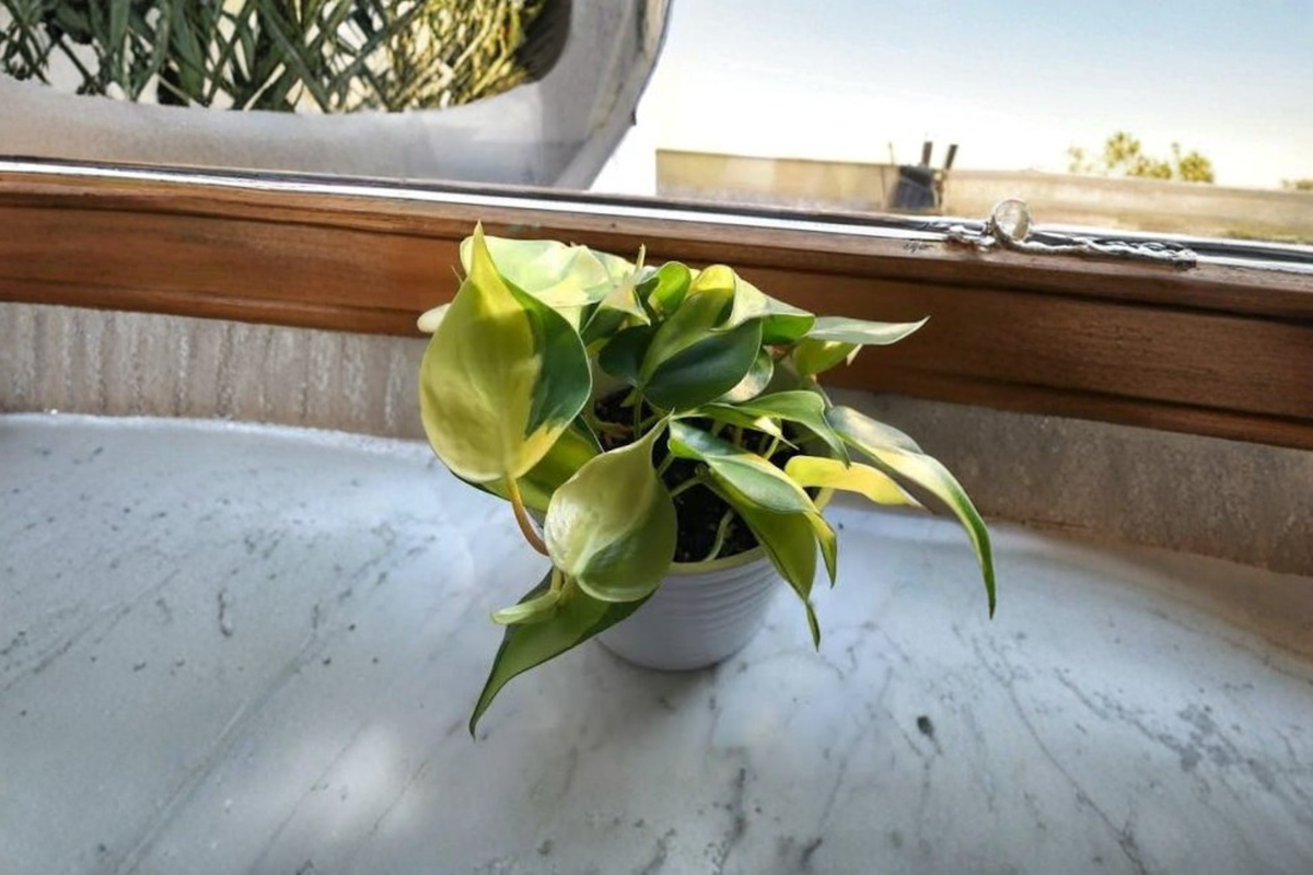 Brasil Philodendron Vine Plant – 4-Inch Nursery Pot, Heart-Shaped Variegated Foliage, Trailing Indoor Houseplant, Philodendron hederaceum 'Brasil'