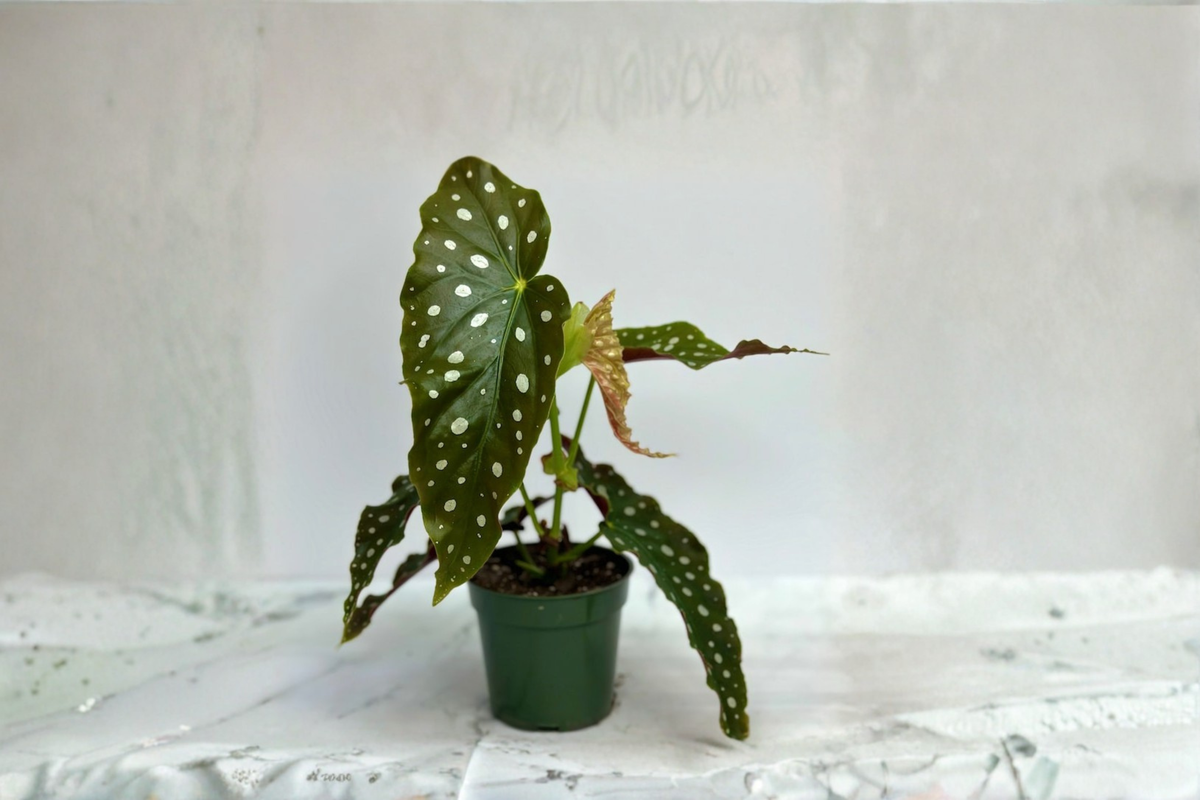 Begonia Maculata Live Plant, 3-Inch Pot, Polka Dot Foliage, Angel Wing Begonia, Tropical Houseplant, Indoor Decor, Gift Plant