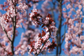 Purpleleaf Sand Cherry Live Plant 3.5 Inch Pot Ornamental Shrub Pink White Foliage Prunus × cistena