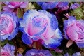 Rare Pink Blue Rose Seeds – 20 Pack, Ornamental Flower Seeds, Fragrant, Rosa spp., Garden, Landscaping, Full Sun