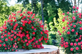Double Knock Out Red Rose Bush 3 Gal Live Plant Bright Red Rose Shrub Garden Flowering Outdoor Landscape Plant