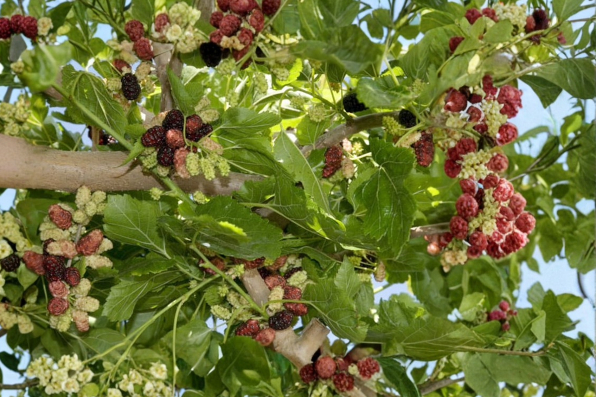Weeping Mulberry Tree Live Plant, 1-Gallon Pot, Ornamental Cascading Foliage, Morus spp.