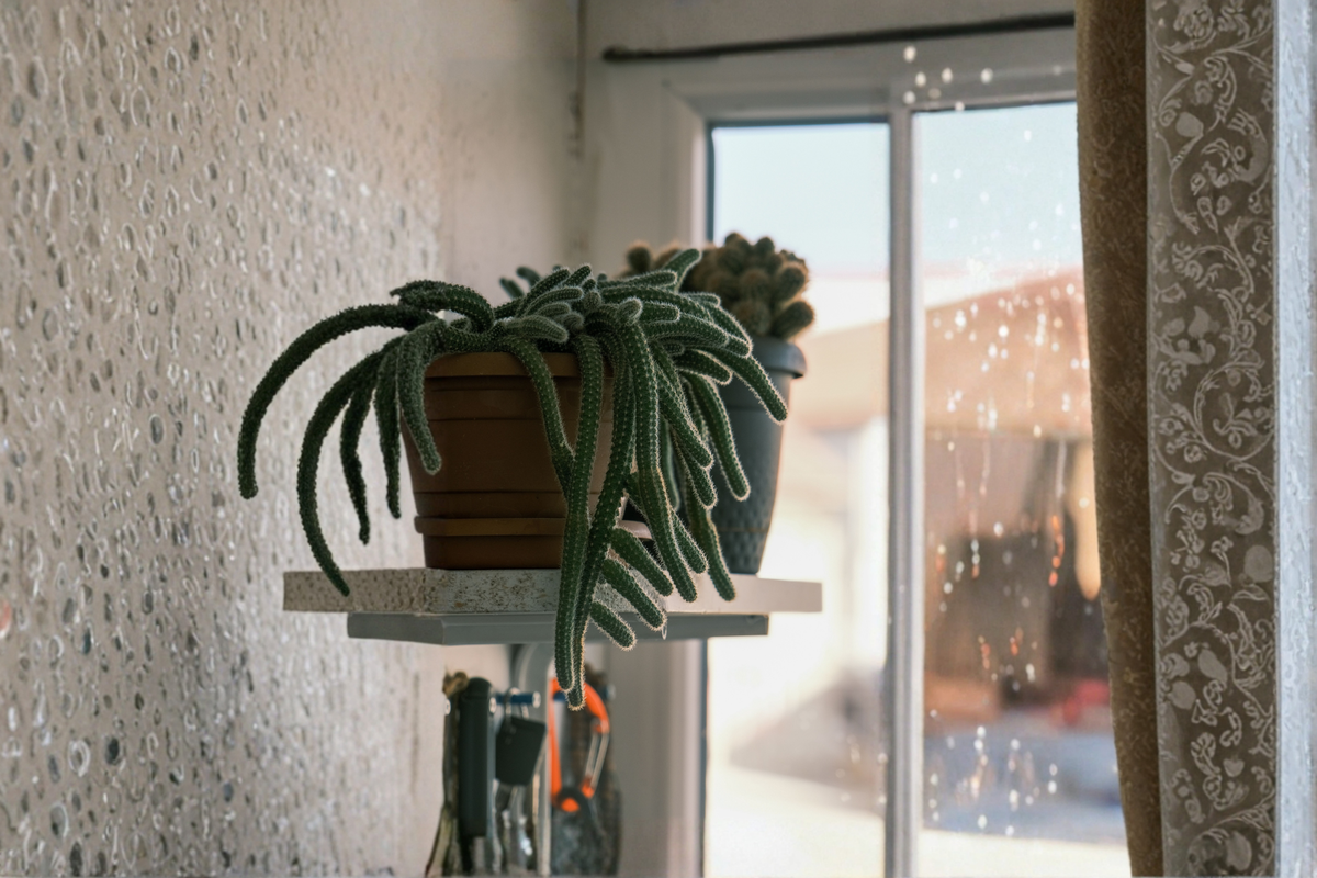 Rat Tail Cactus Live Plant 4-Inch Pot Aporocactus flagelliformis Trailing Succulent Indoor Outdoor