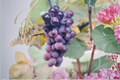 Champanel Grape Vine Live Plant – 4-6 Feet Climbing Fruit Vine for Garden Trellis, Backyard Vineyard, Vitis spp.