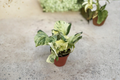 Manjula Pothos Live Plant Cutting, Variegated Epipremnum aureum, 3-Inch Pot Indoor Houseplant