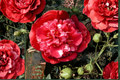 Japanese Camellia ‘Laura Walker’ 3 Gallon – Pink Variegated Evergreen Flowering Shrub Camellia japonica