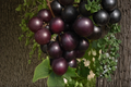 Muscadine Grape Seeds – 10 Pack for Outdoor Trellis Growing, Vitis rotundifolia, Climbing Fruit Vine