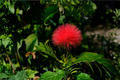 Red Dwarf Powder Puff Live Starter Plant – Calliandra haematocephala with Vibrant Red Puffball Flowers