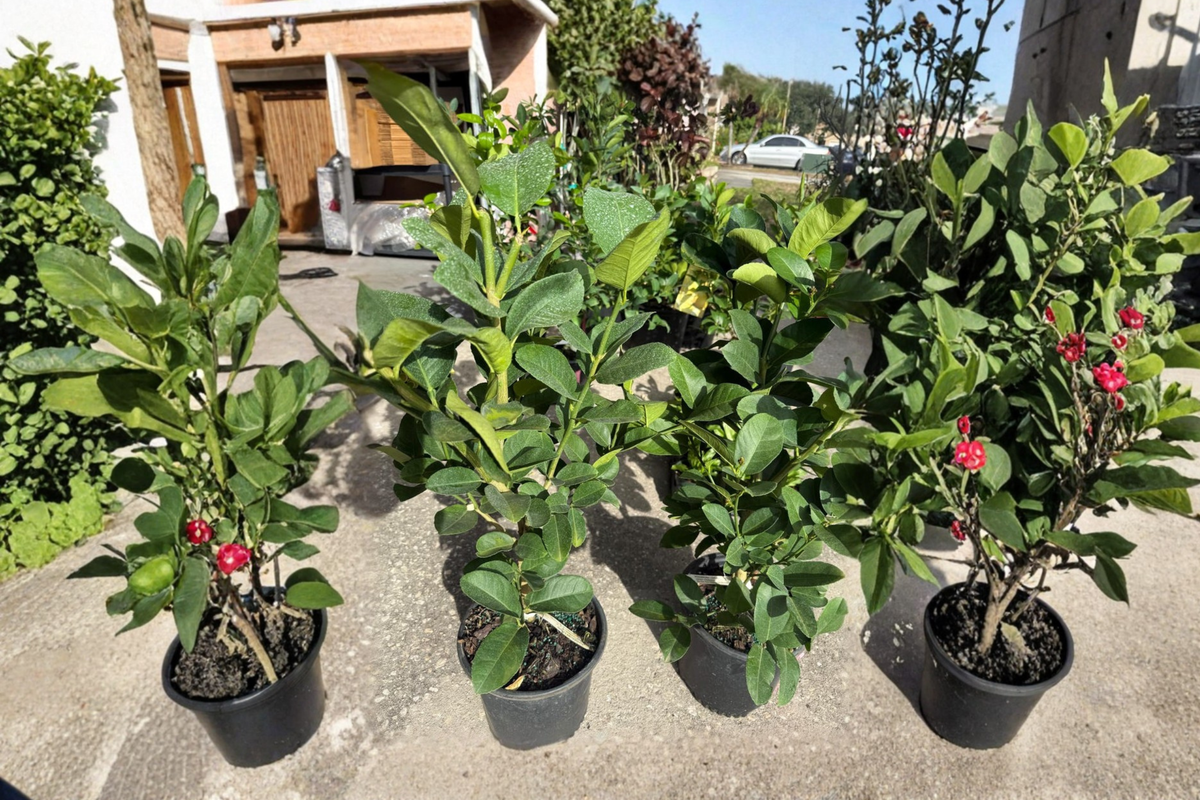 Ponderosa Lemon Tree Live Citrus Plant 3ft Tall Air Layered Hybrid Citrus Limón with Flowers