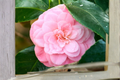 Pink Perfection Camellia Live Starter Plant – Evergreen Shrub with Pink Flowers, Camellia japonica, Rooted 4L Plant