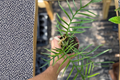 Philodendron Tortum Live Plant – 4 Inch Rooted Tropical Houseplant with Unique Split Foliage