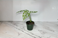 Rare Monstera Obliqua Peru Live Plant – 3-4 Inch Pot, Tropical Indoor Houseplant, Unique Split Leaf, Climbing Vine