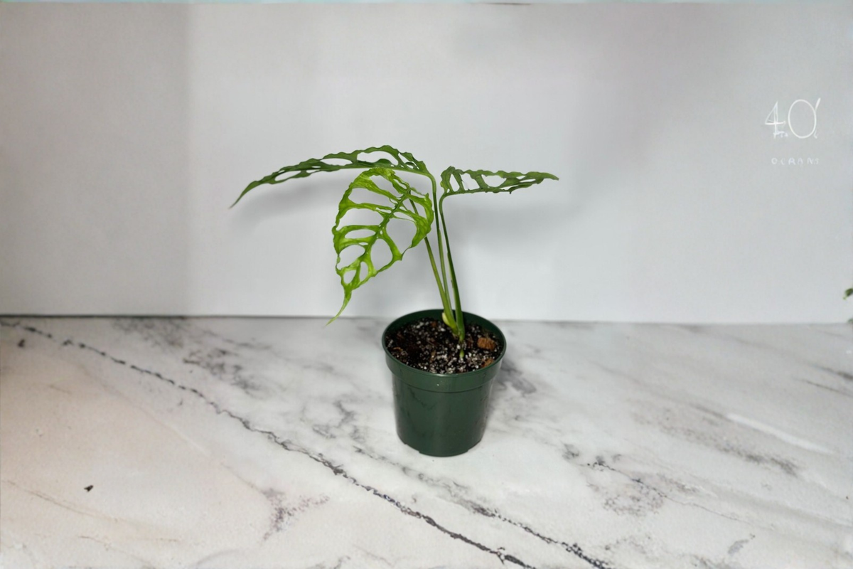 Rare Monstera Obliqua Peru Live Plant – 3-4 Inch Pot, Tropical Indoor Houseplant, Unique Split Leaf, Climbing Vine