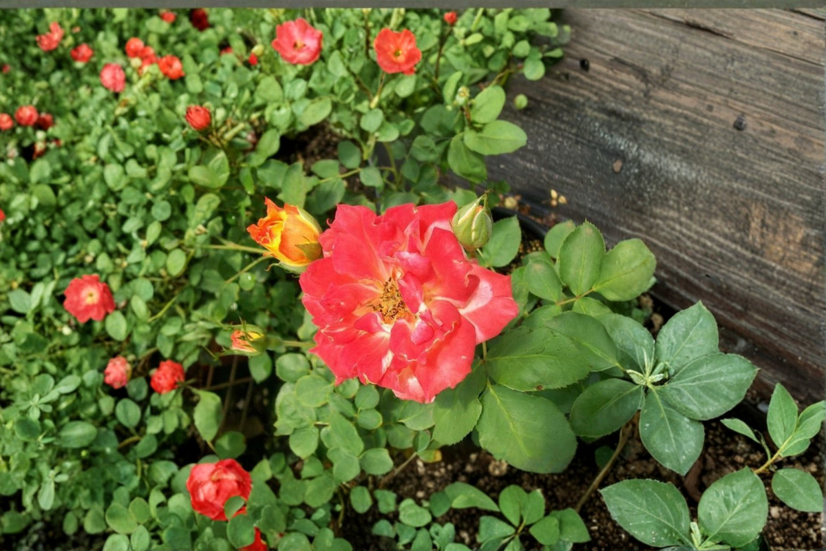 Pinata Yellow Orange Rose Bush 5 Gal Live Plant Bicolor Rose Shrub Vibrant Garden Flowering Outdoor Plant