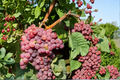 Red Flame Seedless Grape Vine 4-6 Ft Live Plant Sweet Red Grape Vine for Garden Trellis Backyard Vineyard