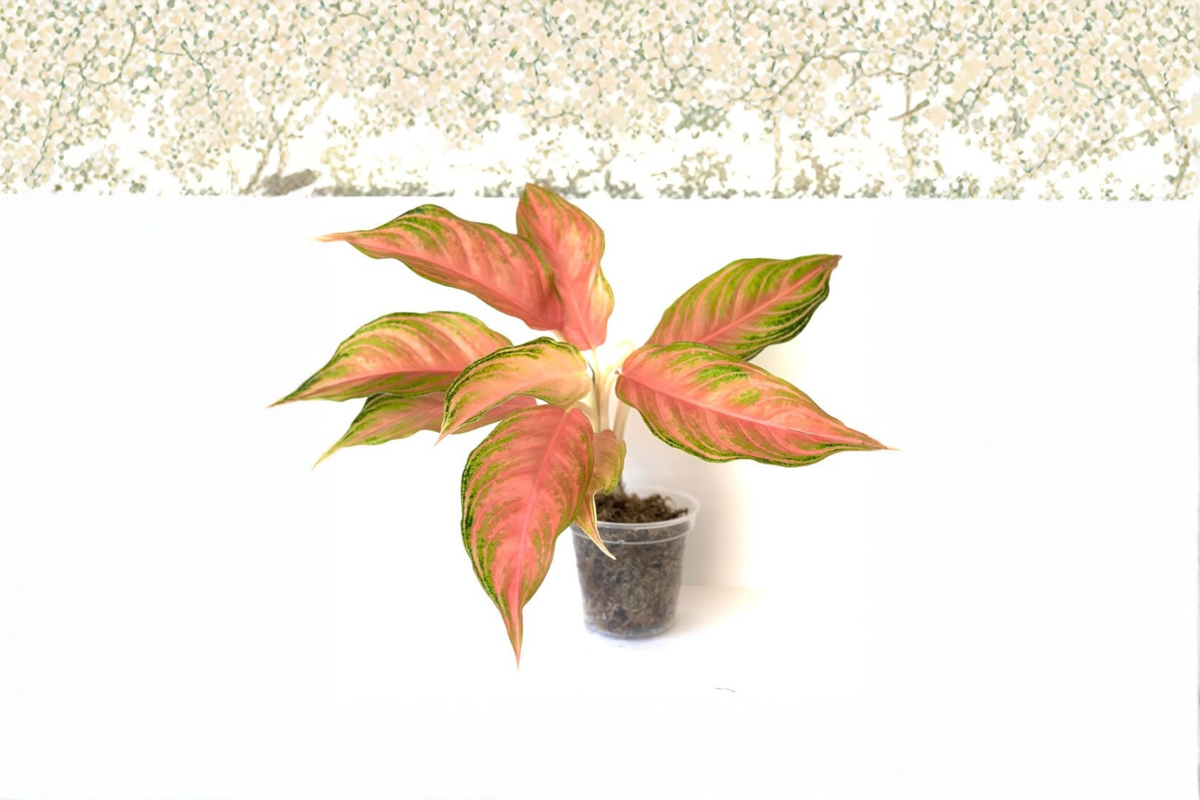 Aglaonema Panama Pink Live Plant, Colorful Variegated Chinese Evergreen Indoor Houseplant, Tropical Foliage Gift