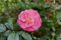 Japanese Camellia ‘Marie Bracey’ 1 Gallon Live Plant, Pink Flowering Evergreen Shrub, Camellia japonica, Shade Garden, Ornamental Plant