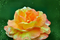 Yellow and Pink Rose Seeds – Ornamental Bush Flowering Shrub Rosa spp. for Outdoor Garden Planting
