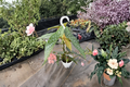 Begonia White Ice Live Plant, Angel Wing Begonia, Hanging Houseplant, Rooted 4.5 Inch Pot, Indoor Tropical Decor
