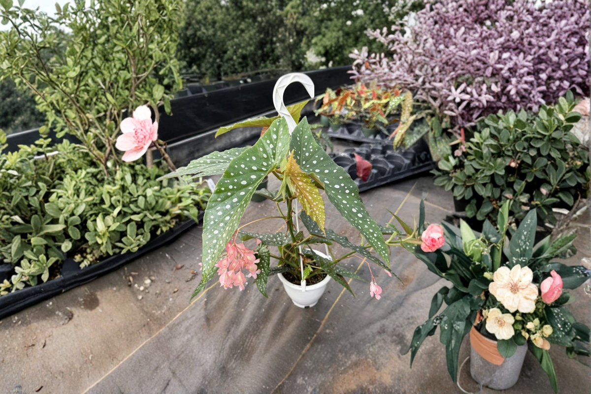 Begonia White Ice Live Plant, Angel Wing Begonia, Hanging Houseplant, Rooted 4.5 Inch Pot, Indoor Tropical Decor