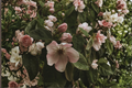 Flowering Quince Live Plant in 3.5 Inch Pot, Apricot Blooms, Chaenomeles speciosa 'Cameo' for Landscape & Garden