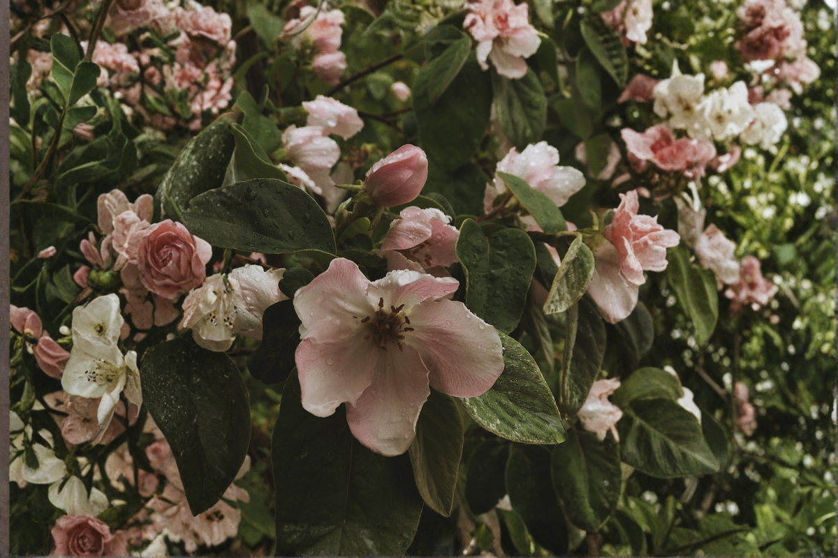 Flowering Quince Live Plant in 3.5 Inch Pot, Apricot Blooms, Chaenomeles speciosa 'Cameo' for Landscape & Garden