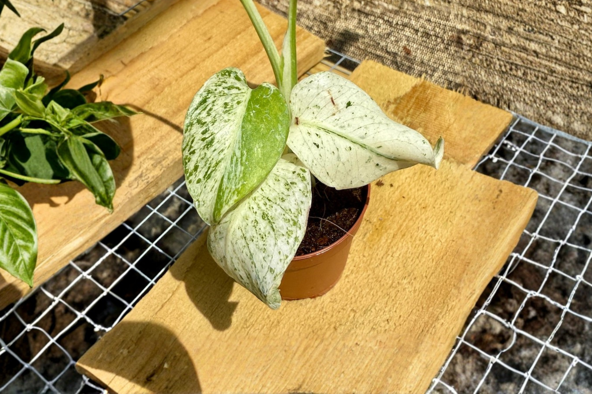 Monstera White Monster Live Plant, Variegated Monstera Albo, 2 Inch Pot, Indoor Tropical Houseplant, Rare Indoor Plant