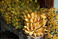 Truly Tiny Musa Banana Live Starter Plant 4-12 Inches Tall, Compact Ornamental Tropical Foliage, Indoor & Container Plant