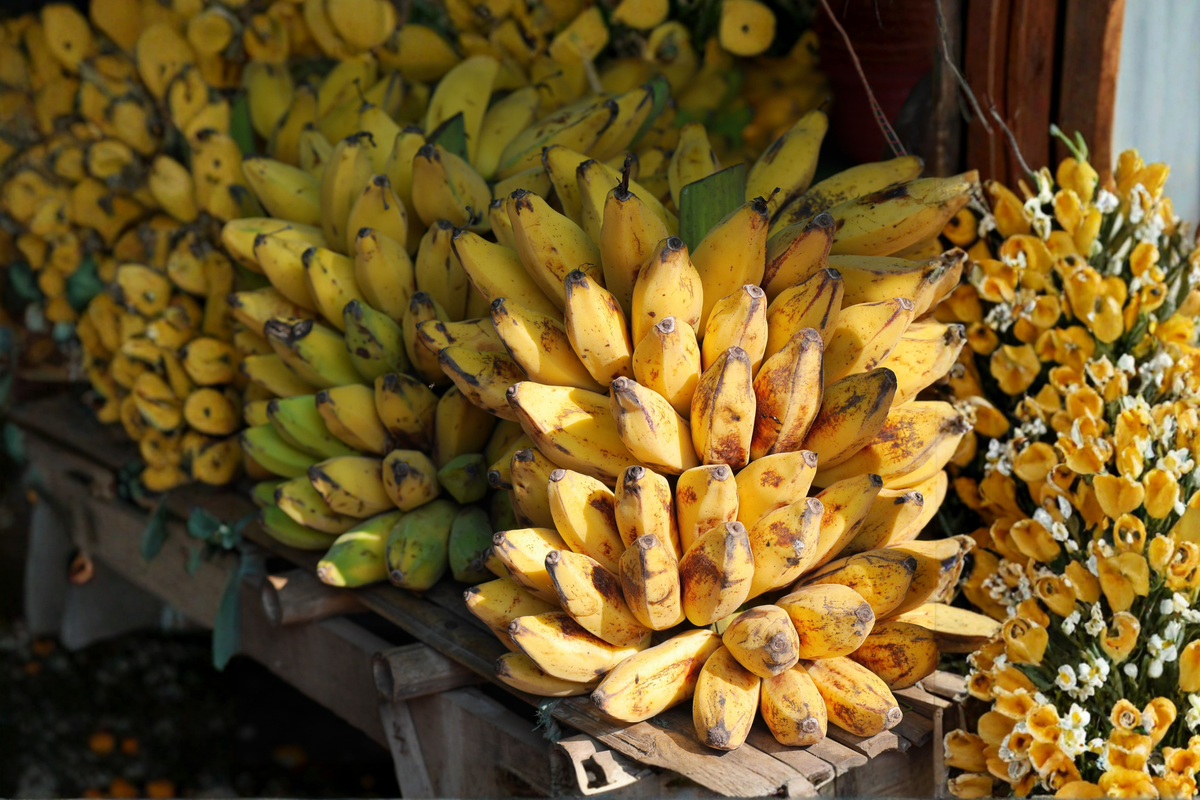 Truly Tiny Musa Banana Live Starter Plant 4-12 Inches Tall, Compact Ornamental Tropical Foliage, Indoor & Container Plant