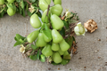 Green Wax Apple Tree Live Plant, 3-Gallon Pot, Syzygium samarangense, Tropical Fruit Tree, Java Apple, Air Layered