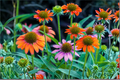 Echinacea 'Cheyenne Spirit' Perennial Plugs – Colorful Coneflower Mix for Pollinator Gardens, Sunny Borders & Containers