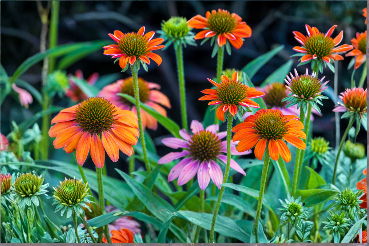 Echinacea 'Cheyenne Spirit' Perennial Plugs – Colorful Coneflower Mix for Pollinator Gardens, Sunny Borders & Containers