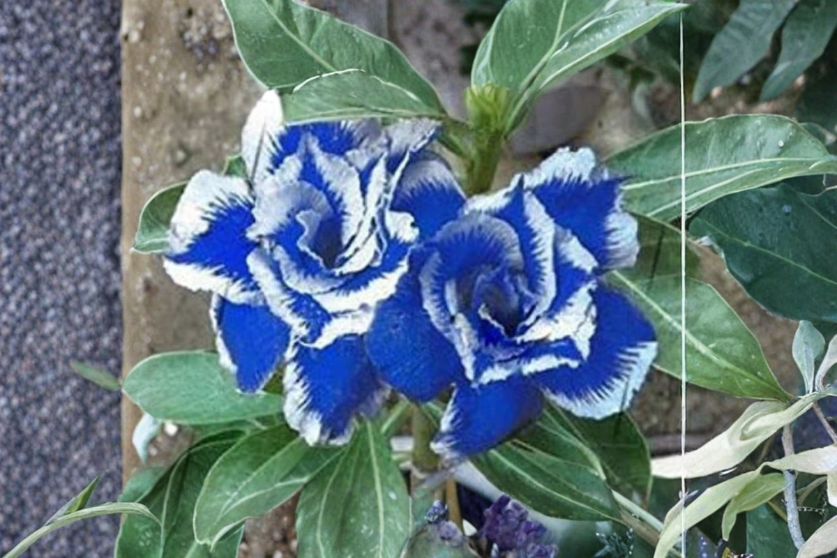 Desert Rose Seeds | Adenium Obesum | Triple Crown Flowering Succulent for Indoor & Outdoor Gardens