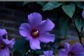 Rose of Sharon Hibiscus Live Plants Set of 2 | Purple Flowering Shrubs | Rooted Seedlings | Hibiscus syriacus
