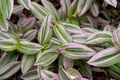 Tradescantia Nanouk Live Plant in 2-Inch Pot, Pink and Green Variegated Foliage, Indoor Tropical Houseplant
