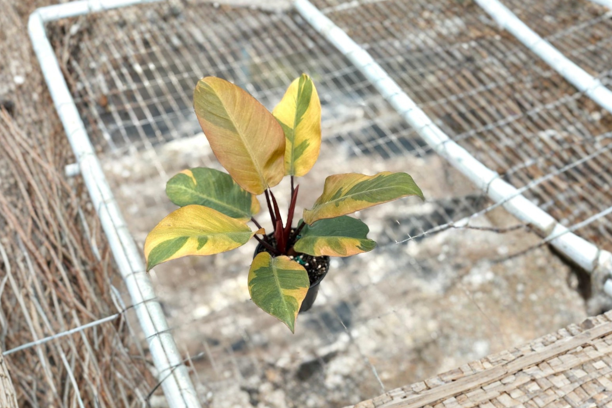 Philodendron Black Cardinal Variegated Live Plant – Rooted 4-Inch Tropical Houseplant, Rare Indoor Foliage Gift