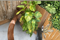 Golden Hawaiian Pothos Live Plant – Large Leaf Epipremnum aureum on Totem Pole in 8-Inch Pot