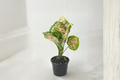 Aglaonema Anyamanee Tricolor Live Plant, Pink Variegated Indoor Tropical Houseplant, Beginner-Friendly Foliage, Scientific Name: Aglaonema