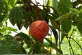 Red Custard Apple Tree Live Plant – Tropical Annona reticulata, 2ft+ Small Tree for Backyard Garden & Container