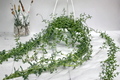 String of Pearls Succulent Plant 6 Inch Pot Trailing Indoor Houseplant Curio rowleyanus