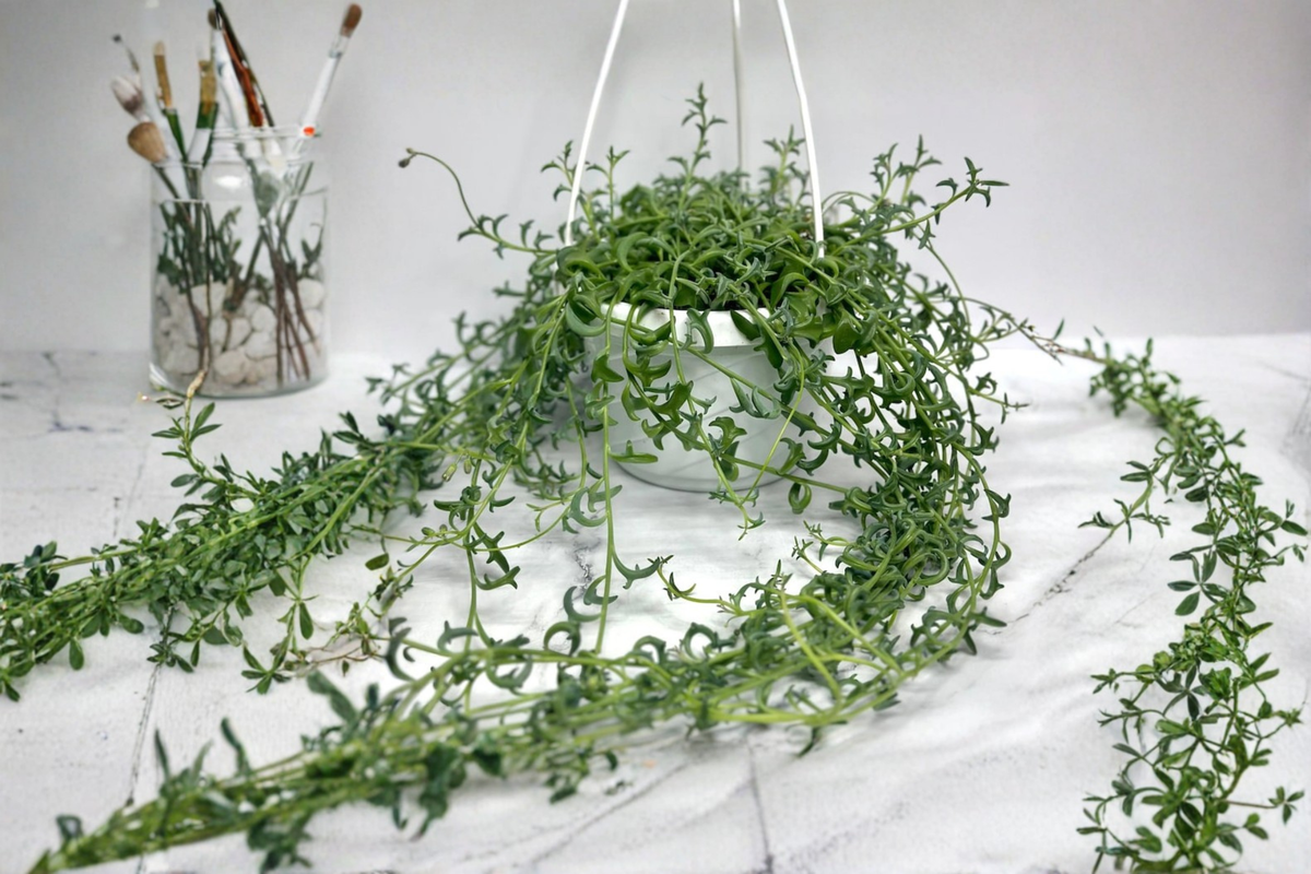 String of Pearls Succulent Plant 6 Inch Pot Trailing Indoor Houseplant Curio rowleyanus