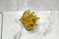 Oxalis Triangularis Live Plant - 4 Inch Pot, Purple Shamrock Indoor Houseplant, Ornamental Foliage, Rooted Decorative Plant
