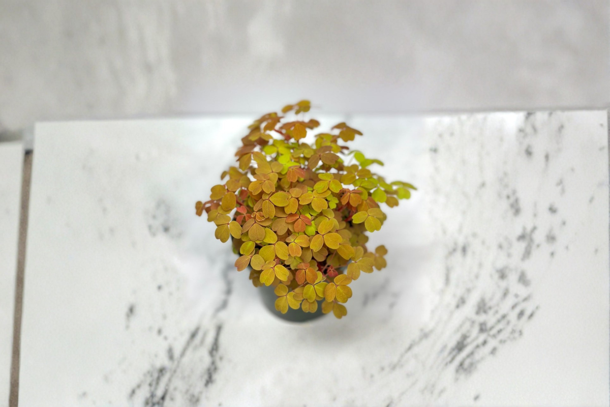 Oxalis Triangularis Live Plant - 4 Inch Pot, Purple Shamrock Indoor Houseplant, Ornamental Foliage, Rooted Decorative Plant