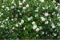 Air Layered Orange Jasmine Tree 2-3ft Tall Fragrant White Flowers Murraya paniculata Live Plant