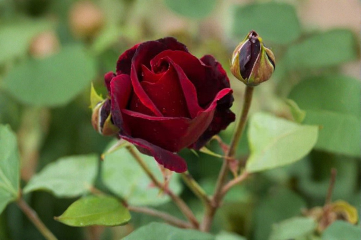 English Red and Purple Rose Seeds, Rosa spp., Ornamental Flower Bush, 20 Seeds for Outdoor Garden Planting