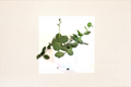 String of Nickels Live Plant, Succulent Vine, Silver Dollar Foliage, Xerosicyos danguyi Indoor Plant