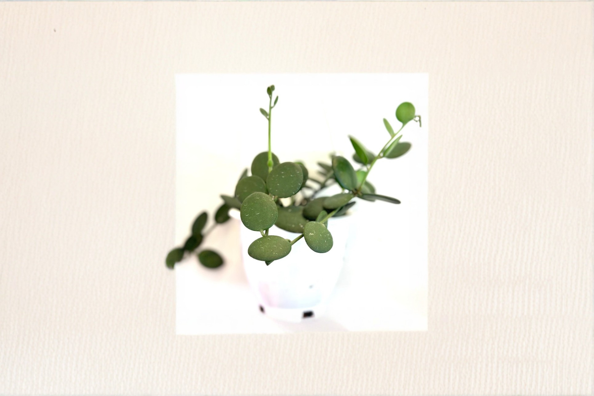 String of Nickels Live Plant, Succulent Vine, Silver Dollar Foliage, Xerosicyos danguyi Indoor Plant