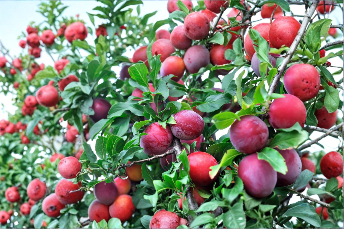 AU Rubrum Plum Tree – Live Fruit Tree 4-6 ft, Red Sweet Plums, Prunus salicina for Home Garden & Landscape