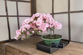 Japanese Sakura Cherry Blossom Seeds – 20 Prunus serrulata for Bonsai, Garden & Container Growing